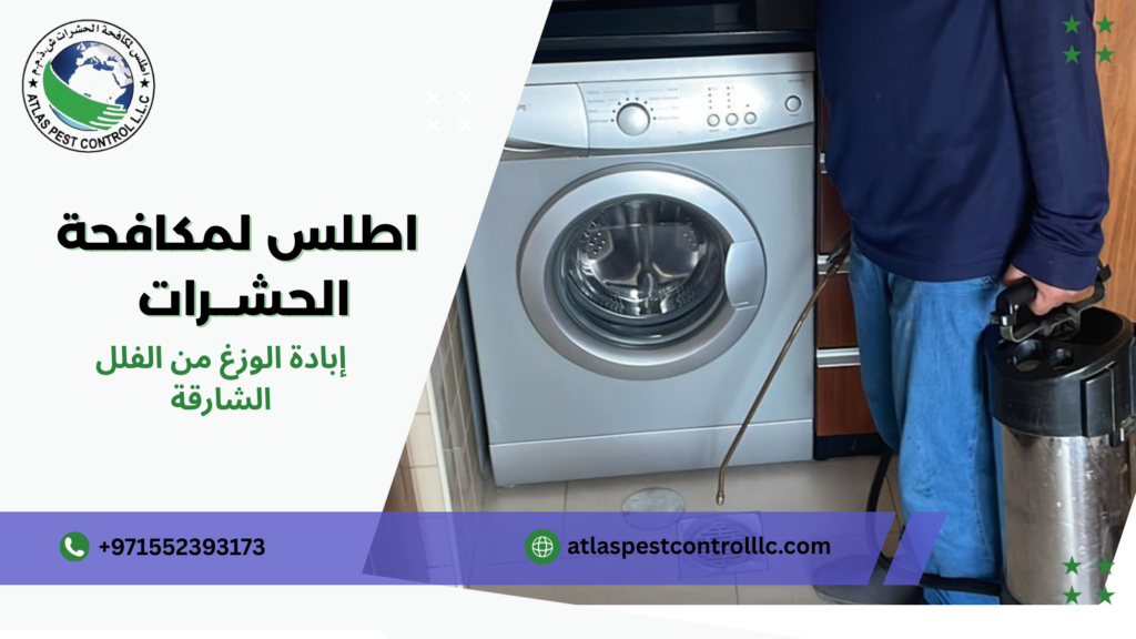 أهمية التخلص من الوزغ في الفلل والمنازل