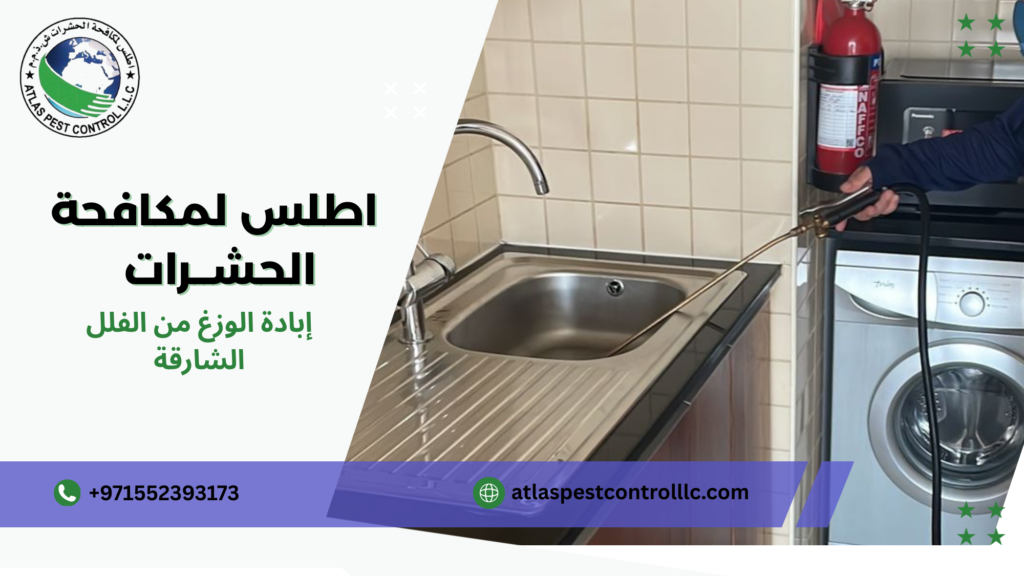 الأخطاء الشائعة التي يقع فيها المستخدمون عند مكافحة الوزغ