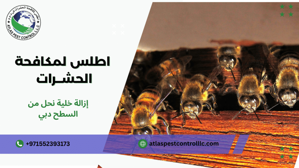 إزالة خلية نحل من السطح دبي