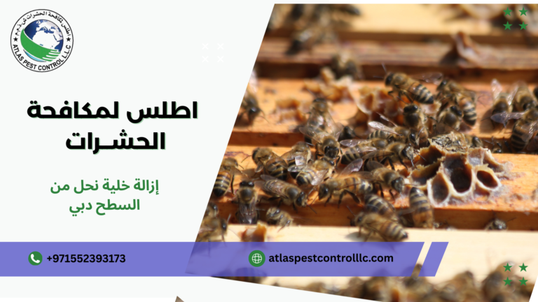 إزالة خلية نحل من السطح دبي
