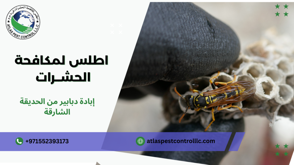 إبادة دبابير من الحديقة الشارقة