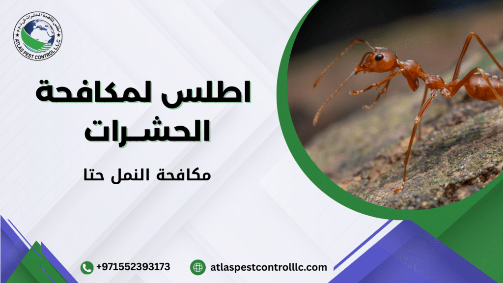 مكافحة النمل حتا