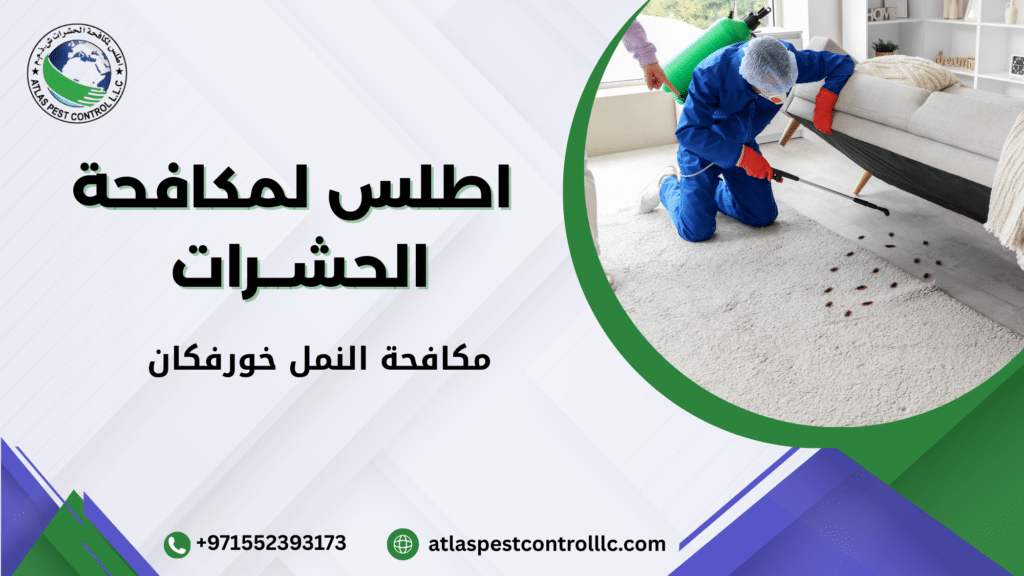 مكافحة النمل خورفكان