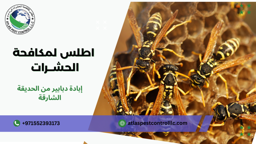 دليل شامل لإبادة الدبابير وحماية الحدائق في الشارقة