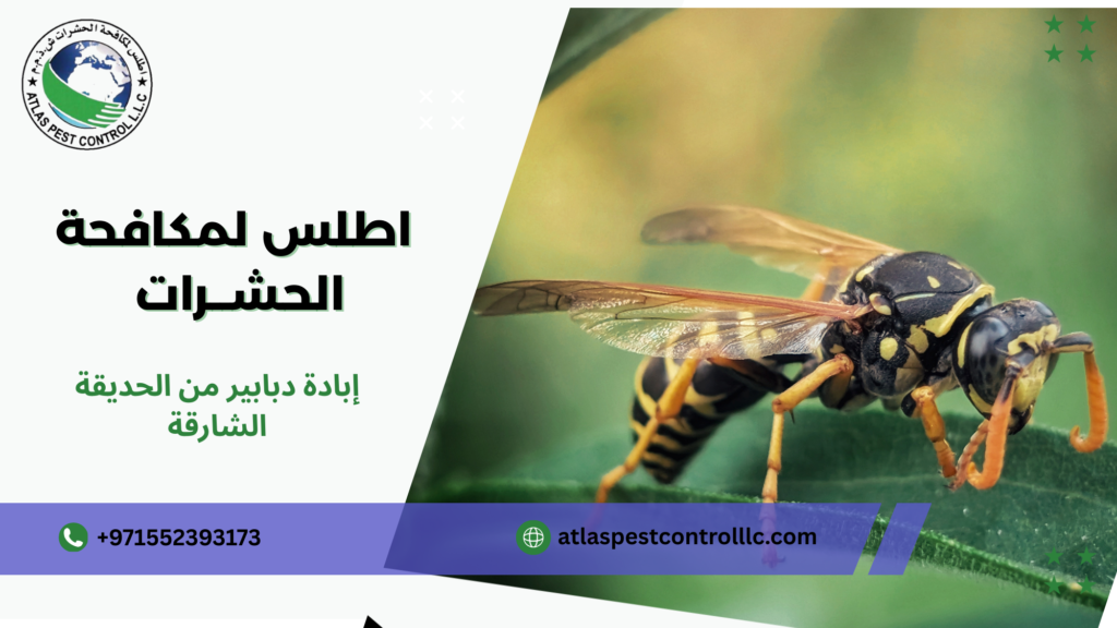 إبادة دبابير من الحديقة الشارقة