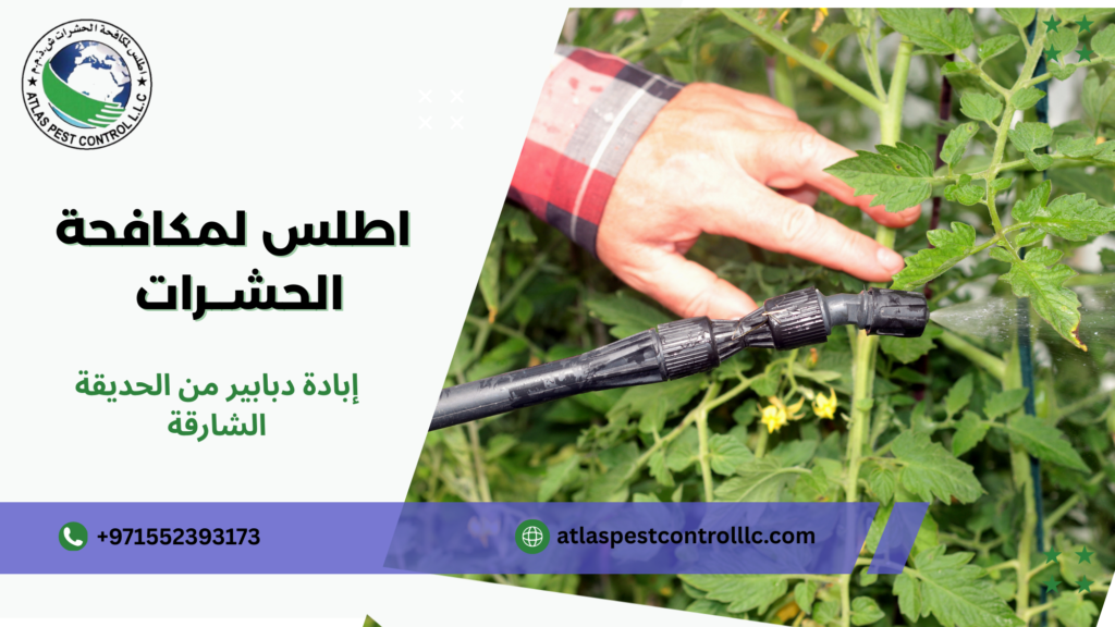 الأخطاء الشائعة التي يقع فيها المستخدمون عند التعامل مع الدبابير