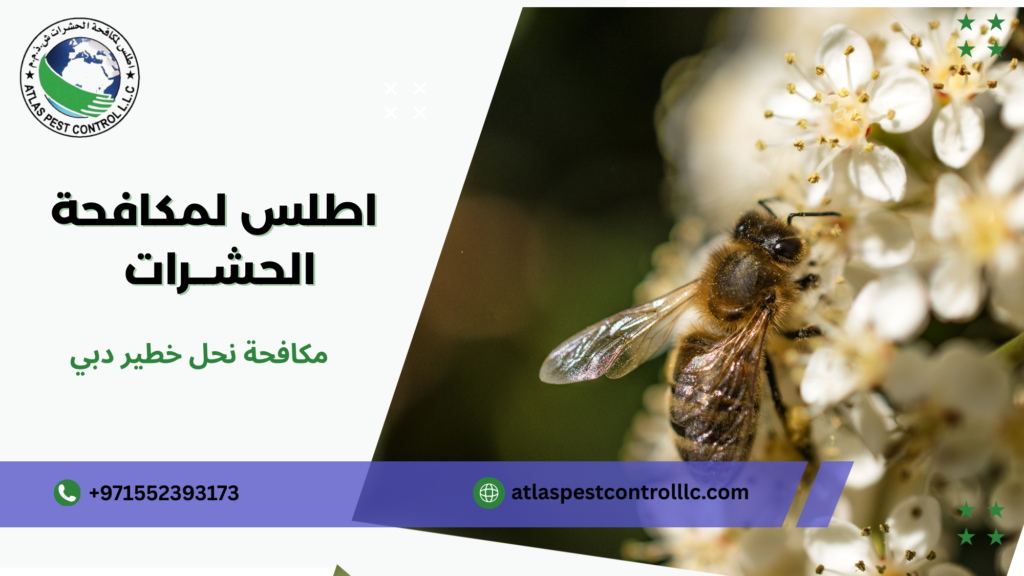مكافحة نحل خطير دبي