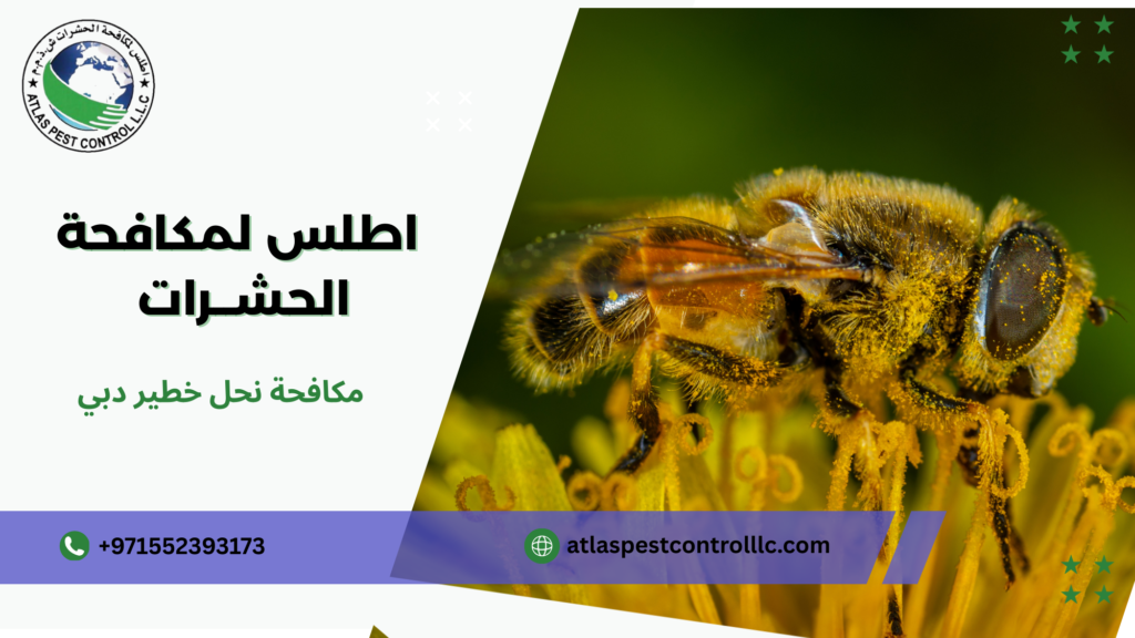 كيفية التعامل مع النحل الخطير بأمان