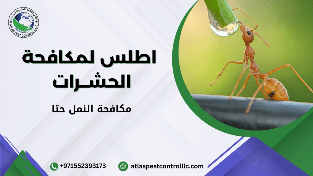 مكافحة النمل حتا