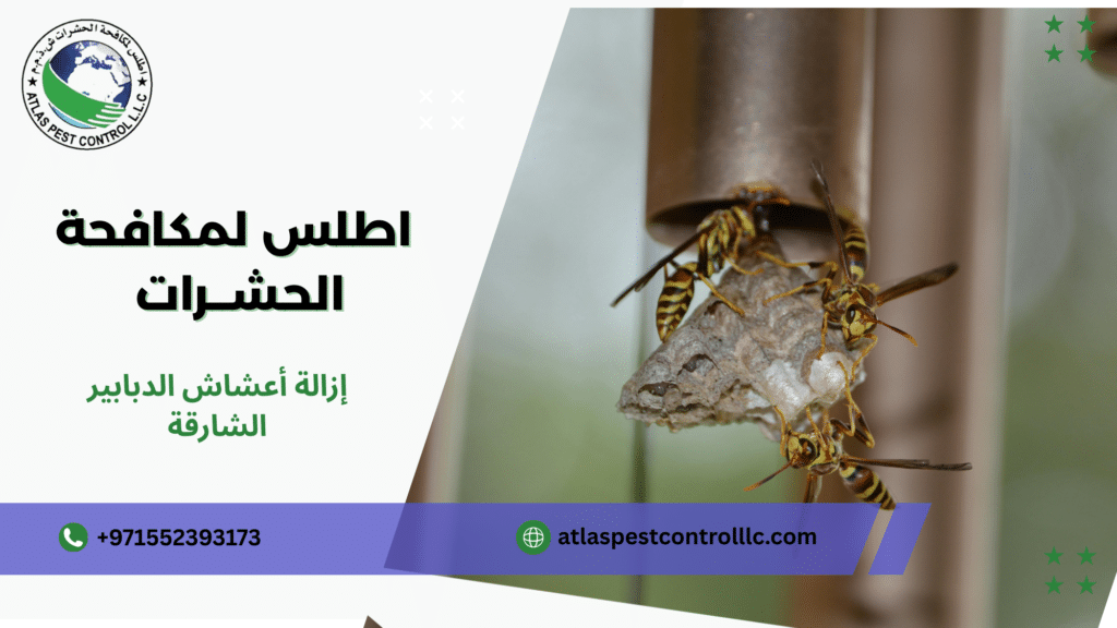   إزالة أعشاش الدبابير ولماذا يهم