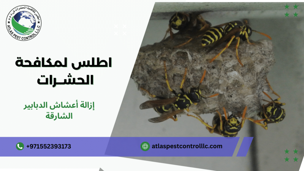 الأخطاء الشائعة