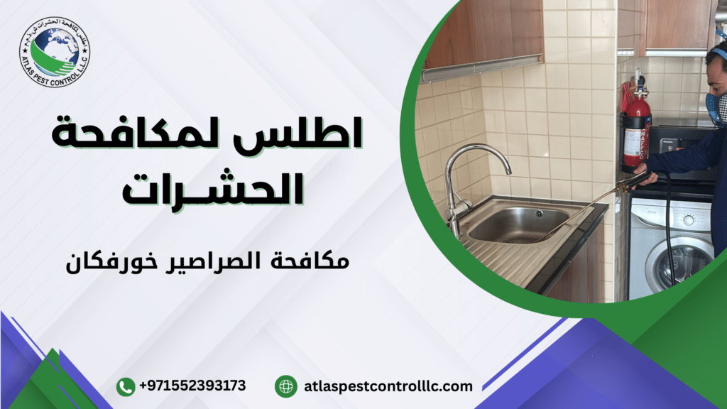 أخطاء شائعة تؤدي إلى عودة الصراصير رغم المعالجة