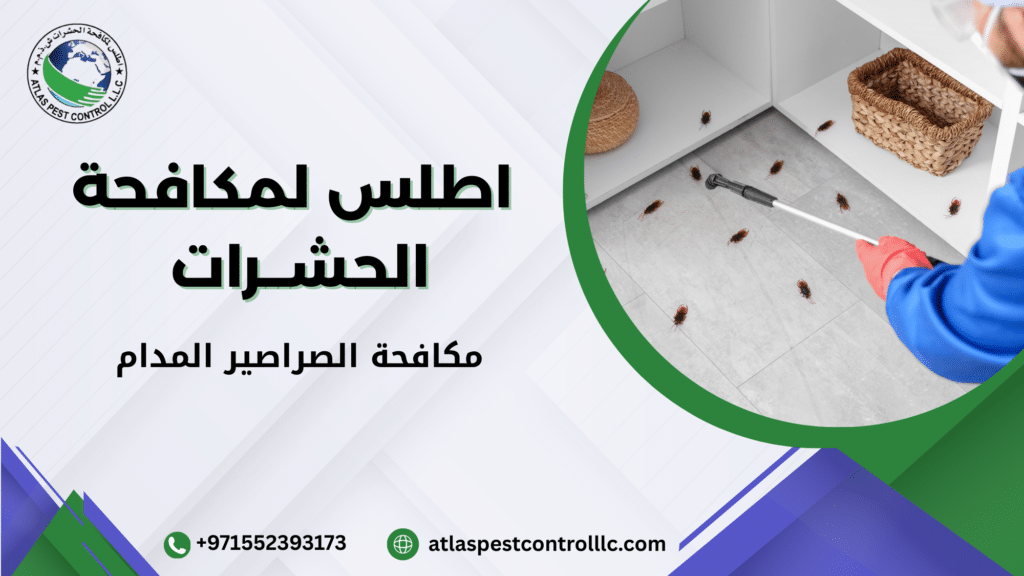 هل ظهور الصراصير في المدام مؤشر واضح على وجود بؤرة خفية تحتاج معالجة جذرية