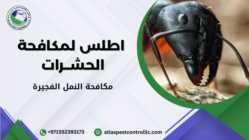 مكافحة النمل الفجيرة