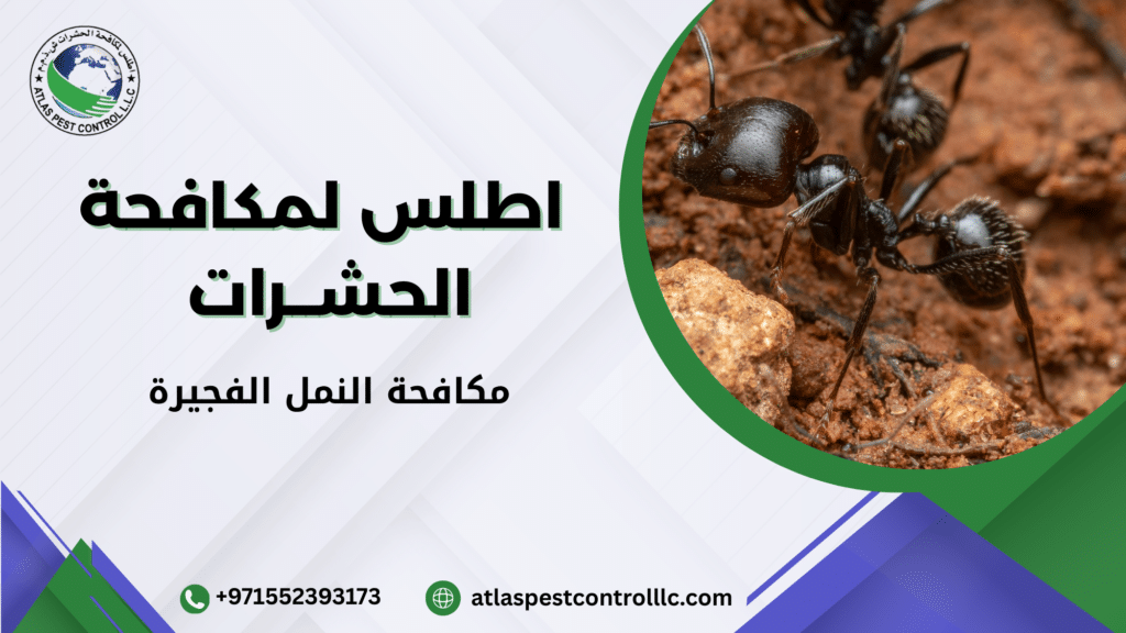 مكافحة النمل الفجيرة