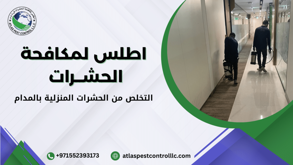 طرق التخلص من الحشرات المنزلية بالمدام