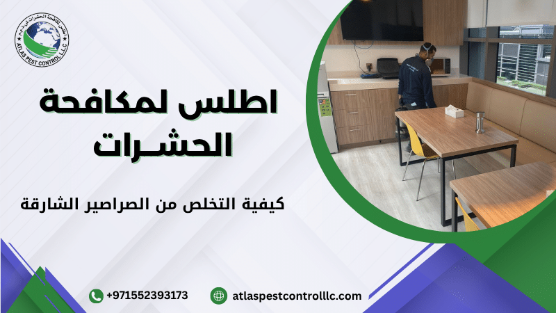 أنواع الصراصير الأكثر شيوعا