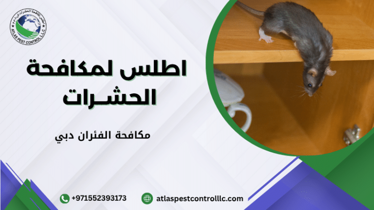 مكافحة الفئران دبي