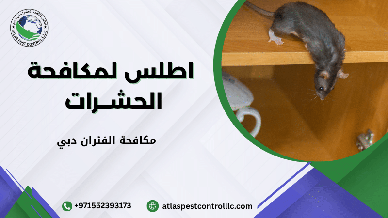 مكافحة الفئران دبي