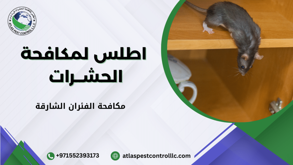 أسباب انتشار الفئران في الشارقة