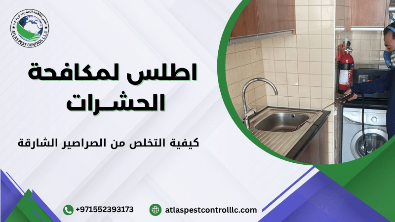 ما هي مشكلة الصراصير في الشارقة