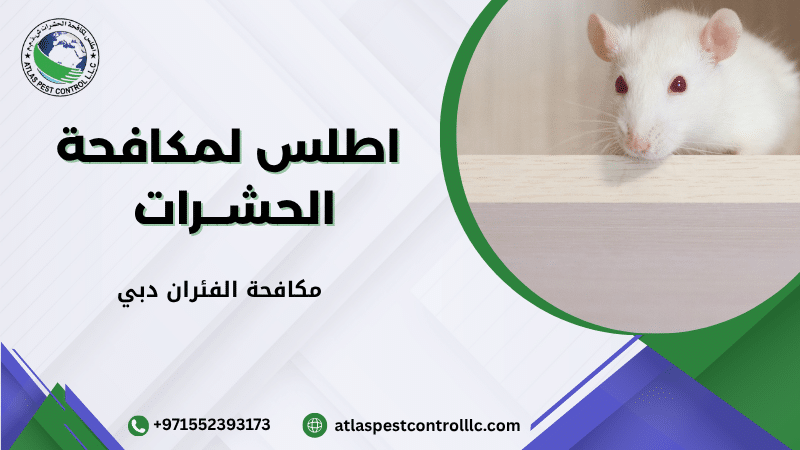 مكافحة الفئران دبي