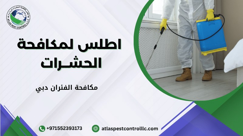 مكافحة الفئران دبي
