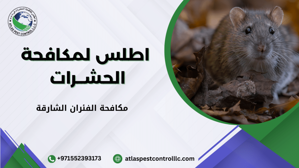 كيف تختار أفضل شركة مكافحة الفئران الشارقة