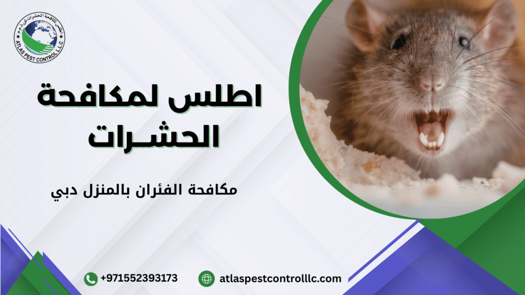 مكافحة الفئران بالمنزل دبي