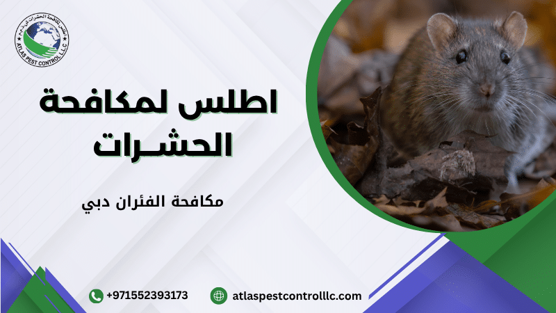 مكافحة الفئران دبي