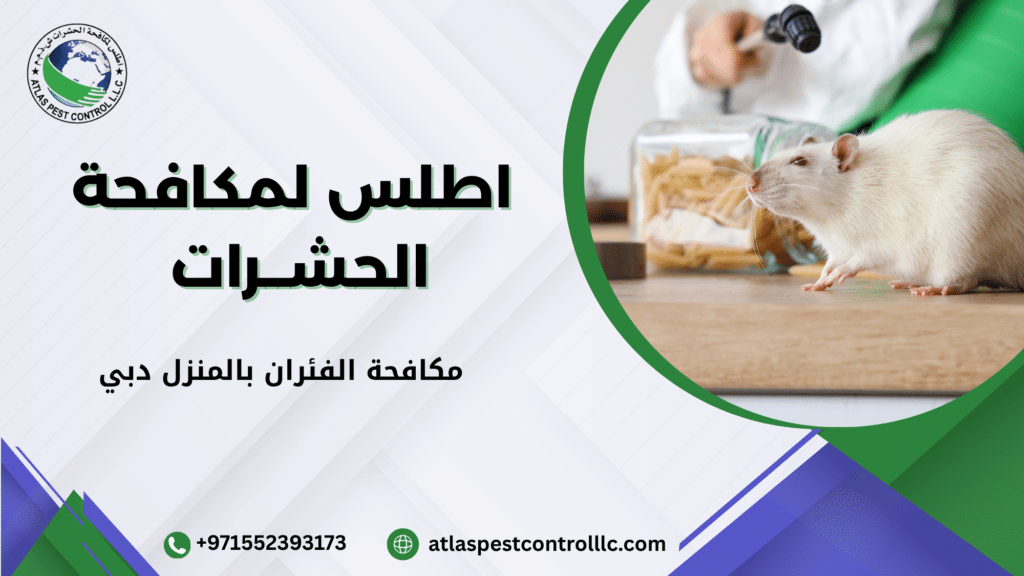 مكافحة الفئران بالمنزل دبي