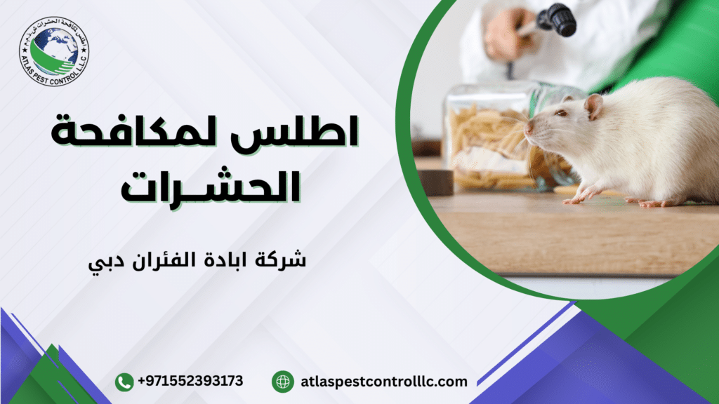 لماذا تحتاج شركة ابادة الفئران دبي