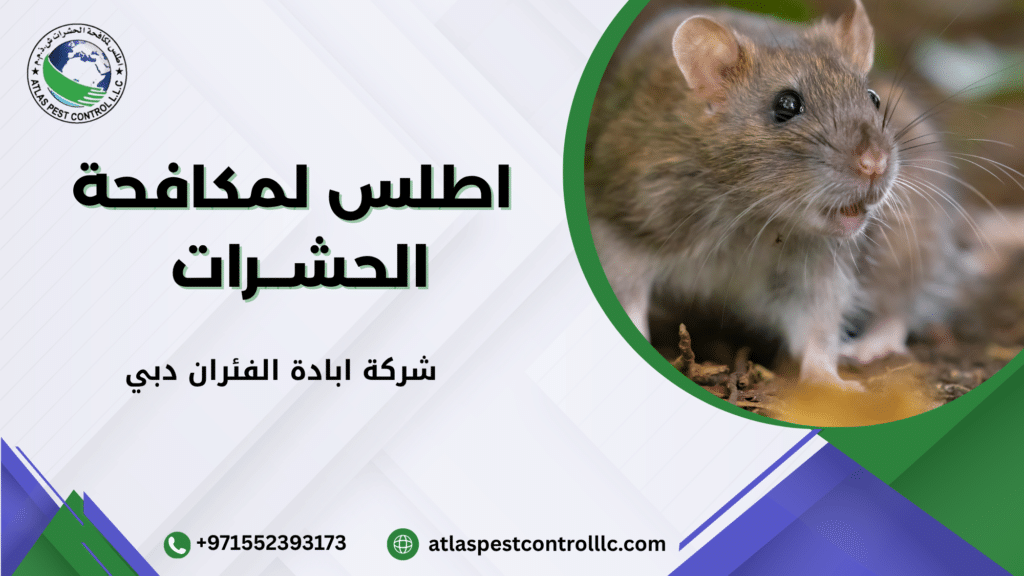 أنواع الفئران الشائعة