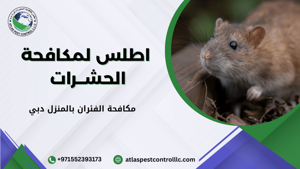 خطوات مكافحة الفئران بشكل احترافي