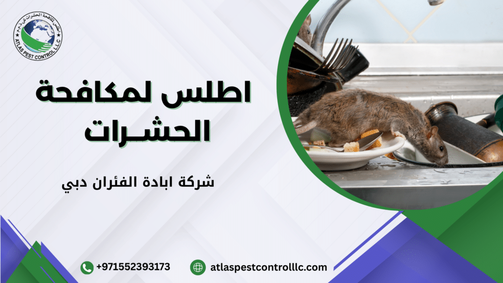 شركة ابادة الفئران دبي