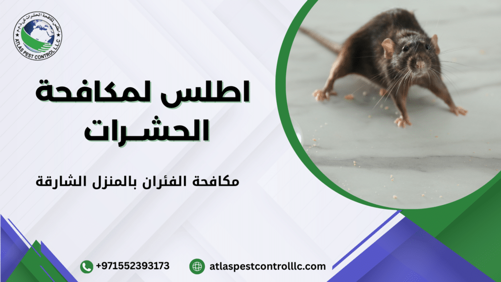 لماذا تنتشر الفئران في المنازل في الشارقة