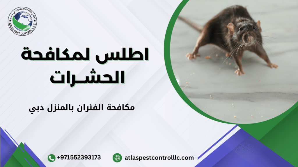 لماذا تنتشر الفئران داخل المنازل في دبي