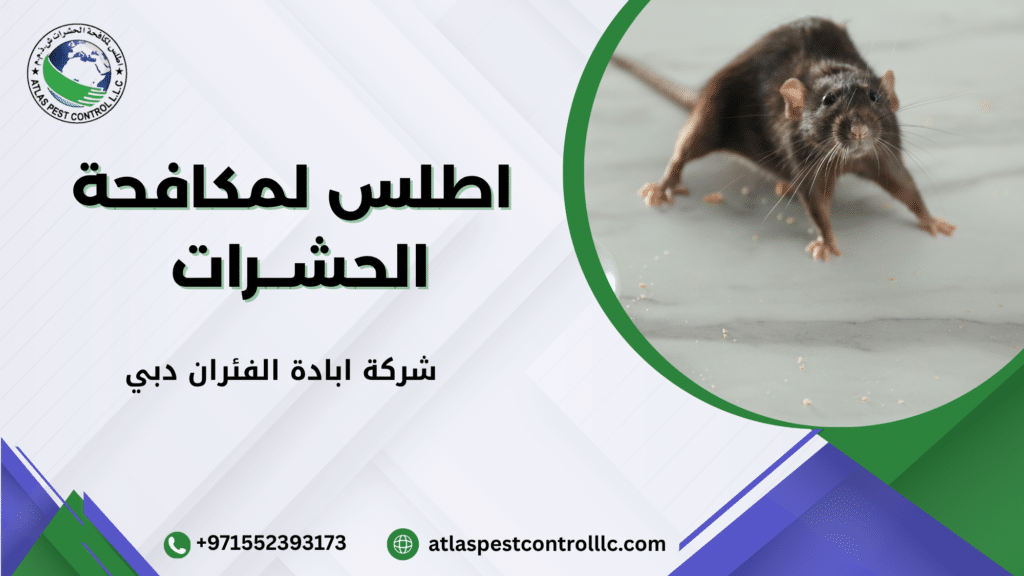 شركة ابادة الفئران دبي