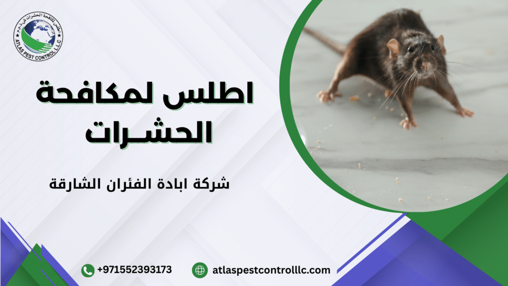 ما هي شركة ابادة الفئران الشارقة