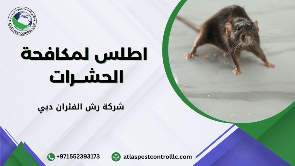 شركة رش الفئران دبي