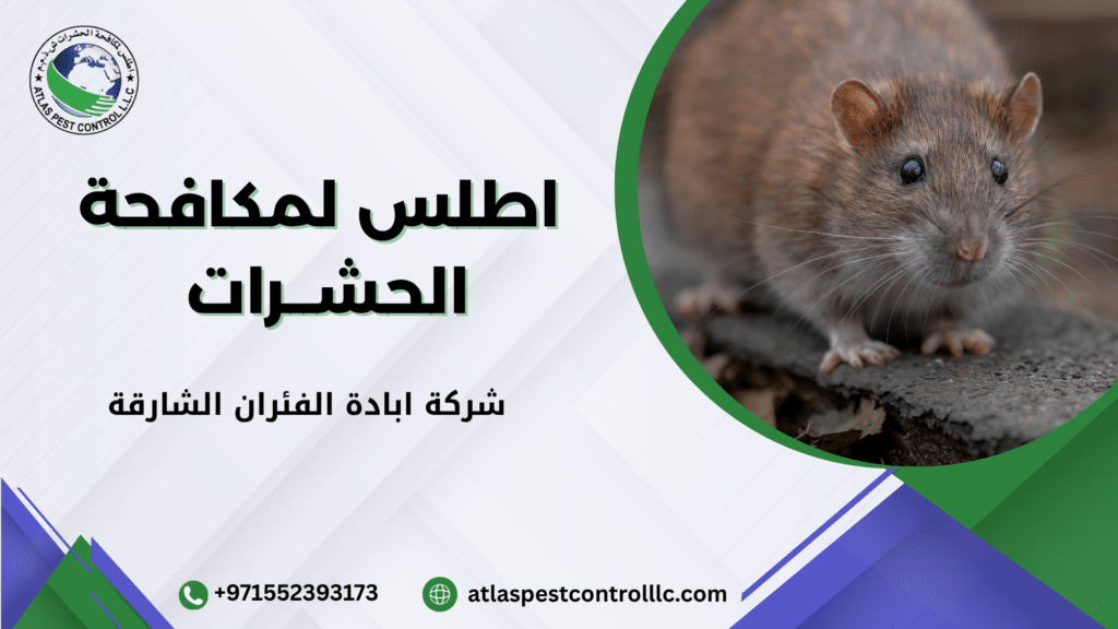 علامات وجود الفئران في المنزل