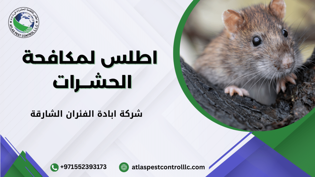 متى تحتاج إلى شركة متخصصة