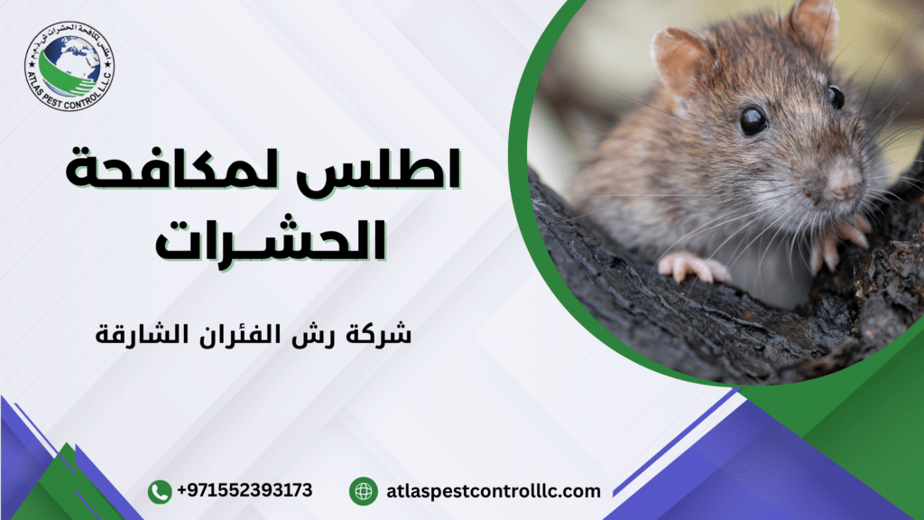 علامات وجود فئران