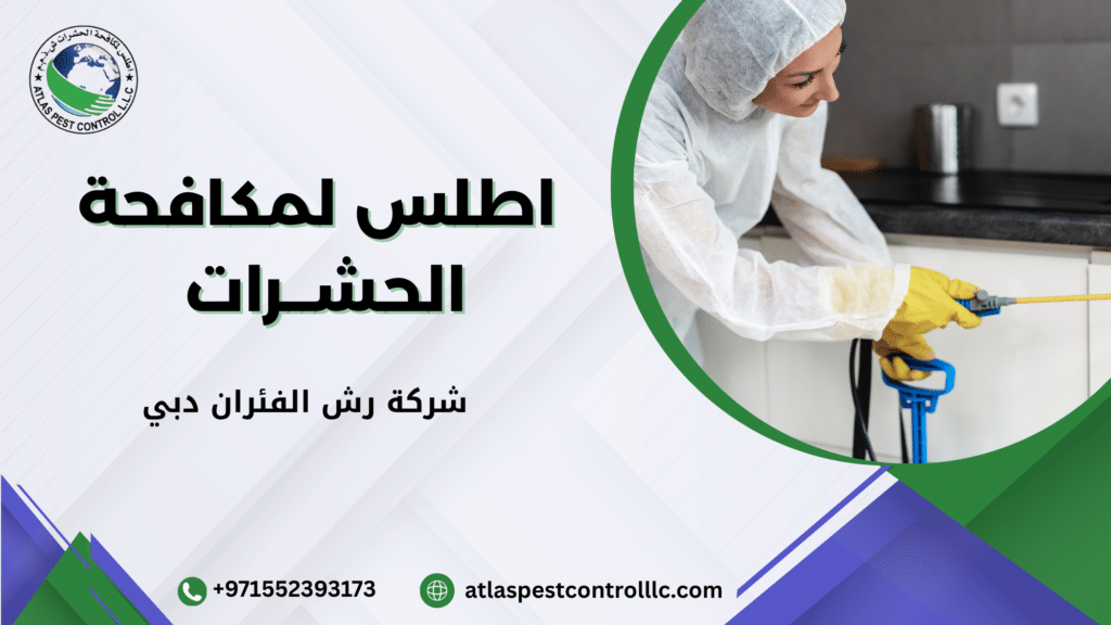 لماذا يزداد الطلب على شركة رش الفئران دبي