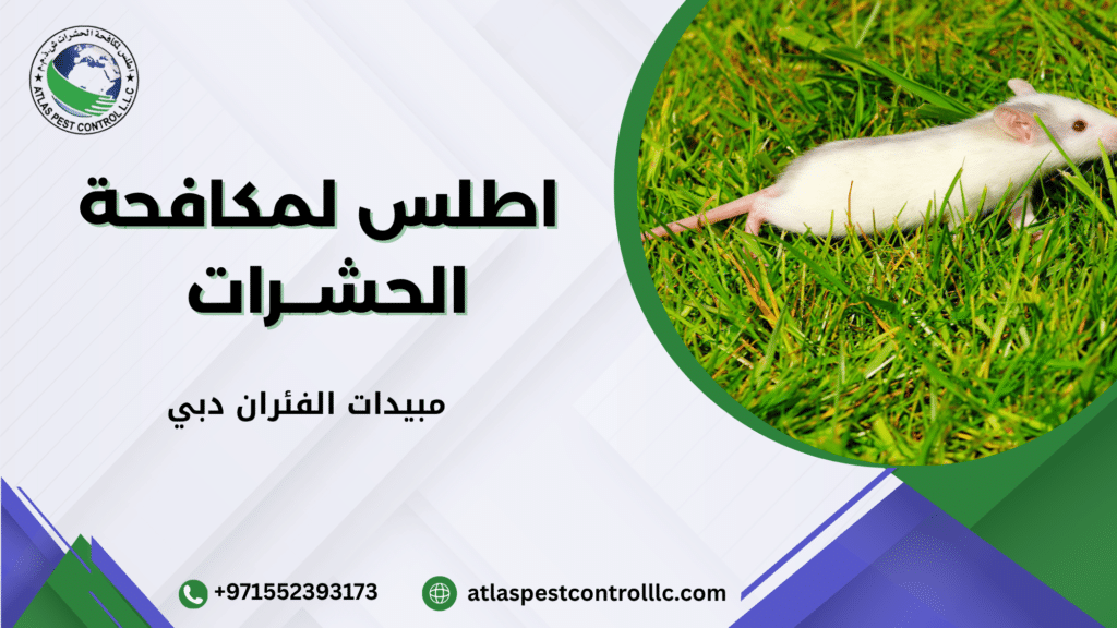 مبيدات الفئران دبي