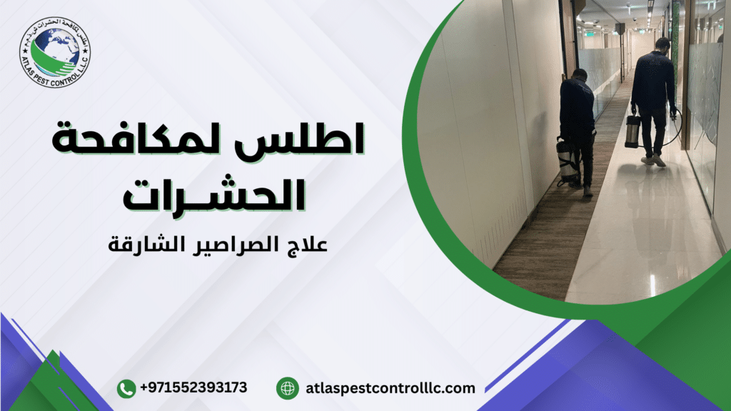 أنواع الصراصير الأكثر شيوعا