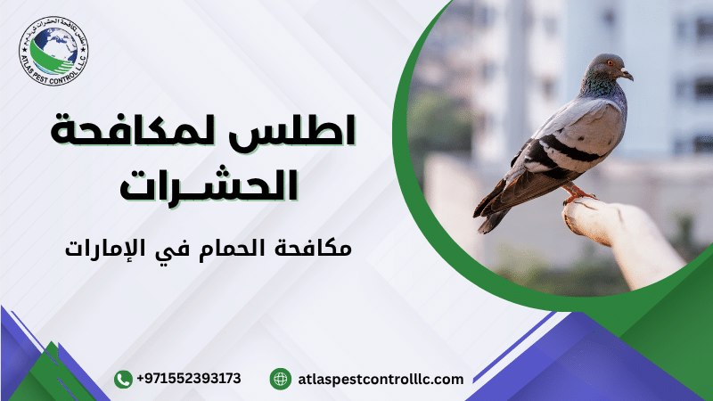 مكافحة الحمام في الإمارات باستخدام شبك مانع للحمام