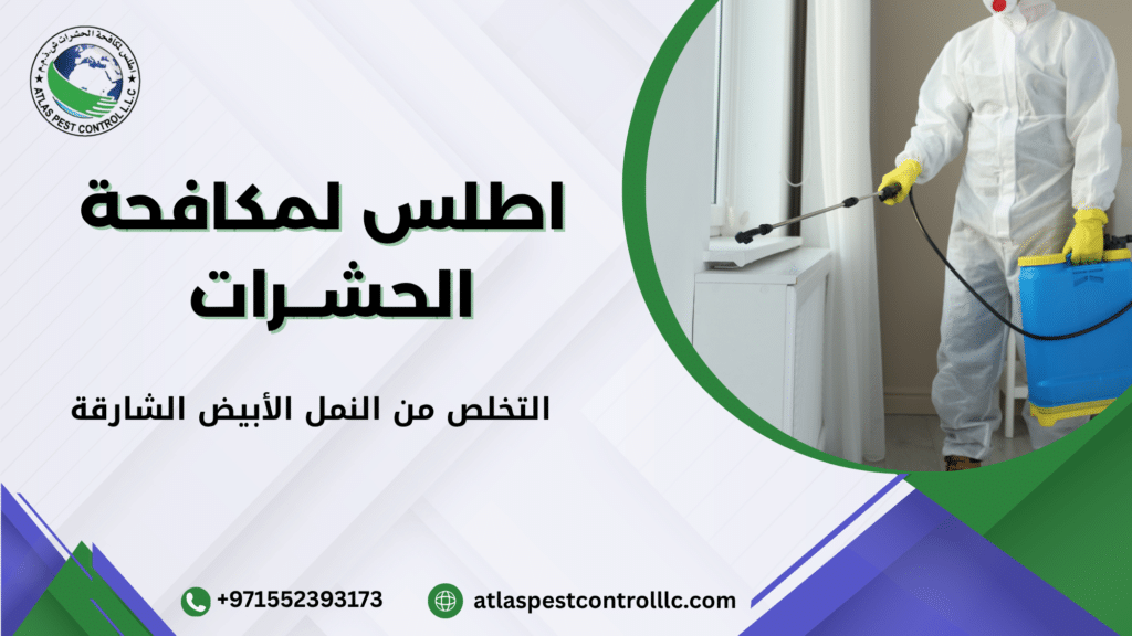 علامات وجود النمل الأبيض في المنزل