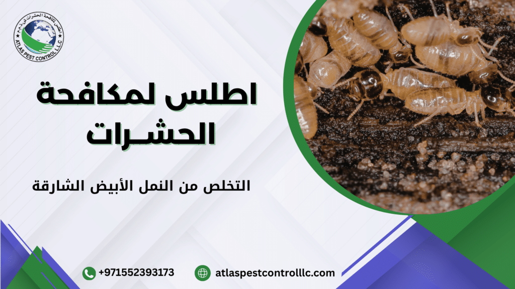 ما هو النمل الأبيض ولماذا يشكل خطرًا