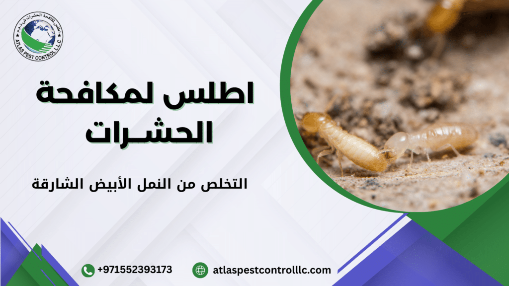 طرق التخلص من النمل الأبيض الشارقة